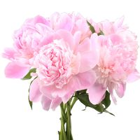 Peony light pink by the piece Weissenthurm