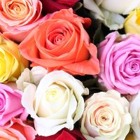 Шикарний букет квітів 175 різнокольорових троянд Буковель