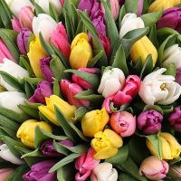Of the 101 tulips Staraja Sinjava