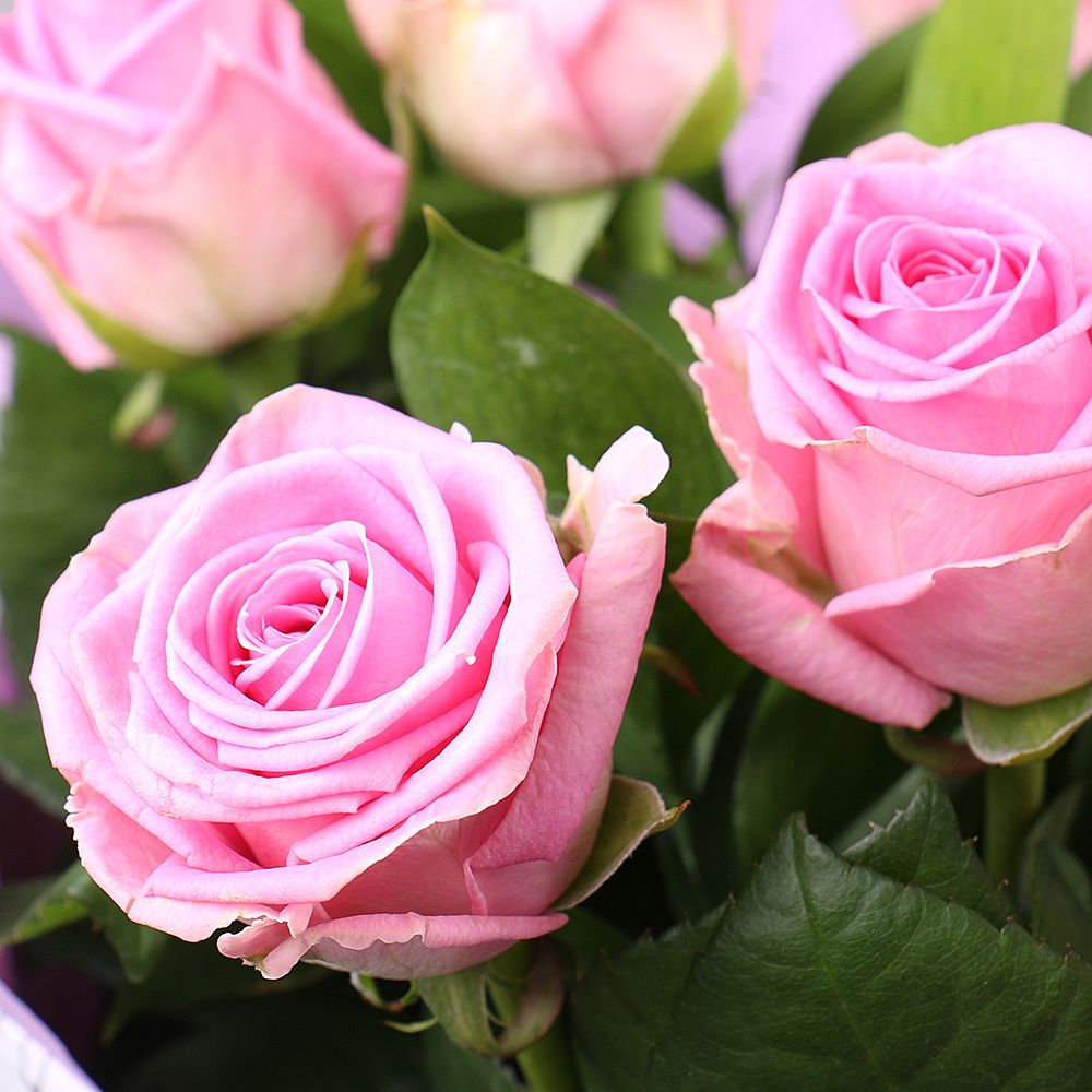 Букет из 9 розовых роз Букет из 9 розовых роз
