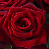 21 red roses Vejle