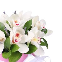 Flower box Tenderness of orchids Zorinsk