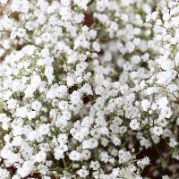 Bouquet of baby\'s breath Niebuell