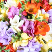 Of the 65 multi-colored freesias Weissenthurm