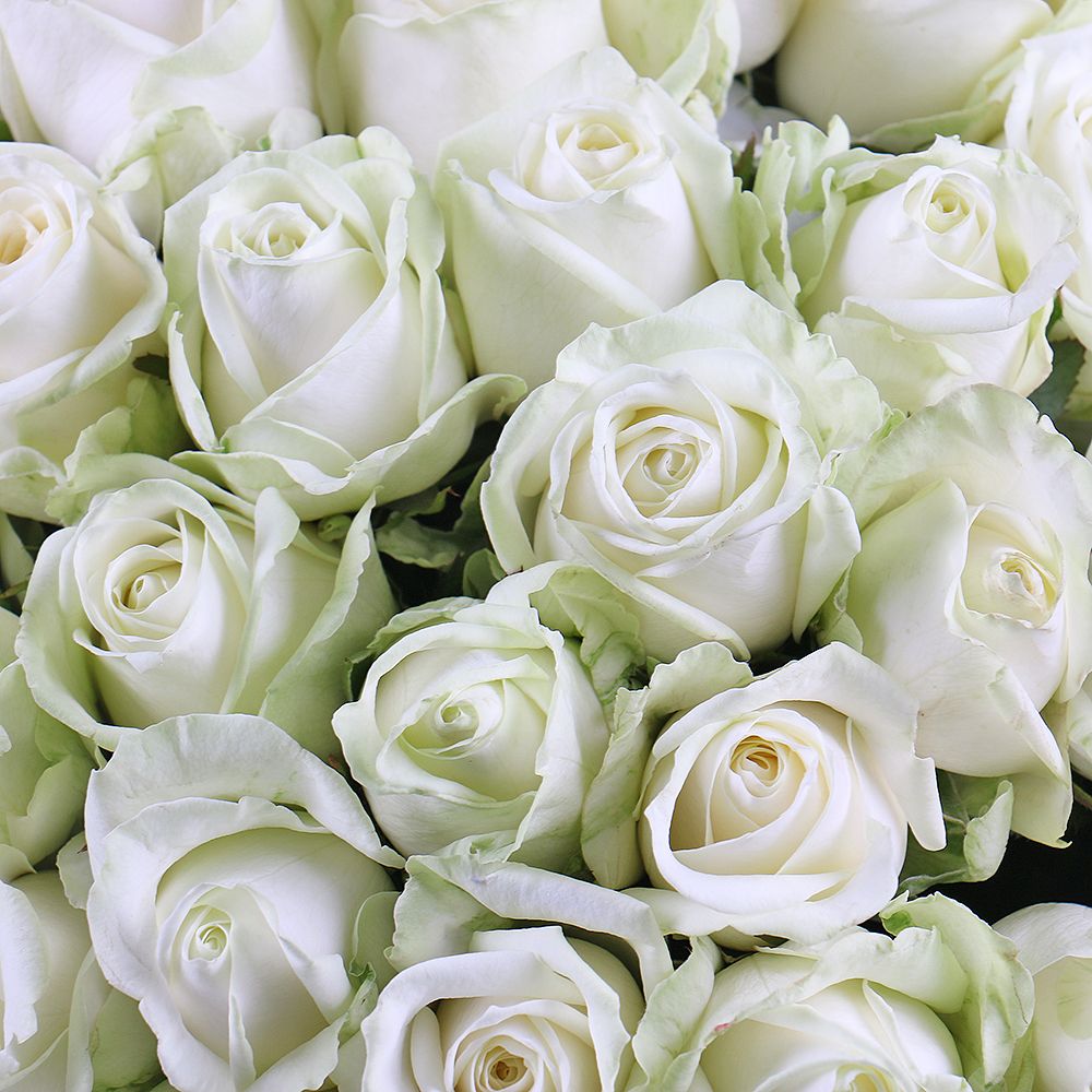 Букет 101 белая роза Букет 101 белая роза
