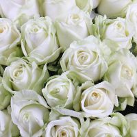 Букет 101 белая роза Эйлат