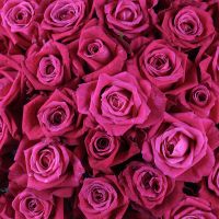 51 crimson roses Ilmenau
