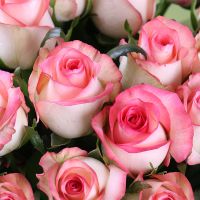 25 розовых роз Волочиск