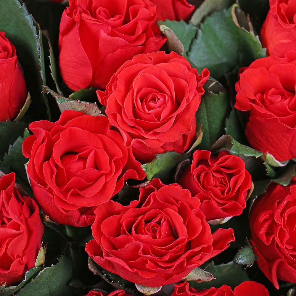 Букет 25 червоних троянд 