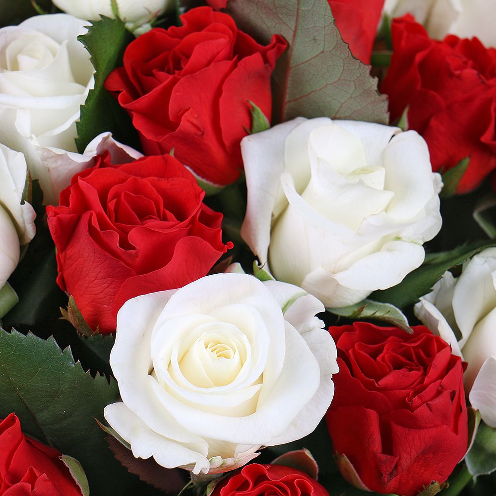 25 красных и белых роз 25 красных и белых роз