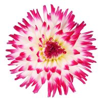 White-and-pink dahlia by piece Jaffa