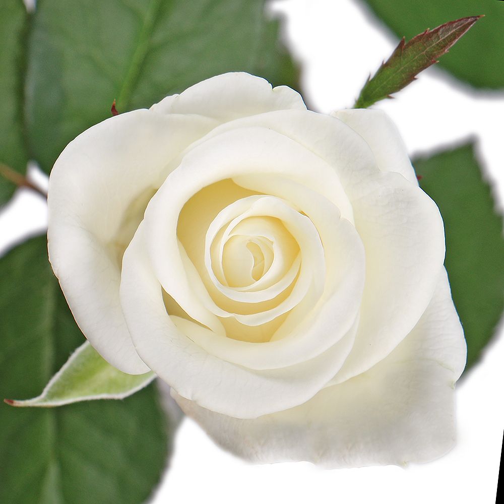 Троянда Белуга поштучно
