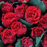 101 червона троянда Ель-Торо Покровське