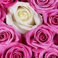 Розовые розы в коробке Ротвайль