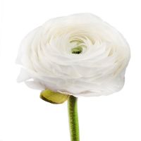 Ranunculus white by piece The Zaporozhe area