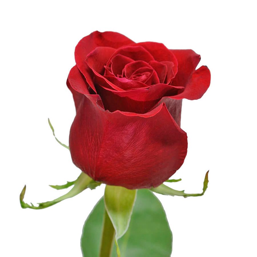 Червона преміум троянда поштучо 50 см Червона преміум троянда поштучо 50 см