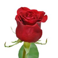 Красная премиум роза поштучно 50 см Порту
