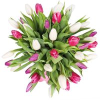 31 Tulips in a box Contu