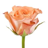 Троянда Капучіно поштучно Бішофсверда