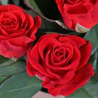 9 красных роз Порто-Сан-Джорджио