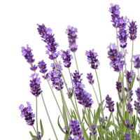 Lavender in a pot Nesvizh