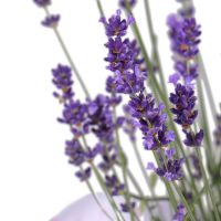 Lavender in a pot Nesvizh