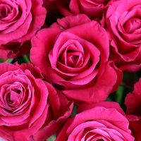 25 hot pink roses Nizhnie Holohory