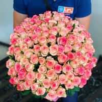 101 бело-розовая роза Саарлуис