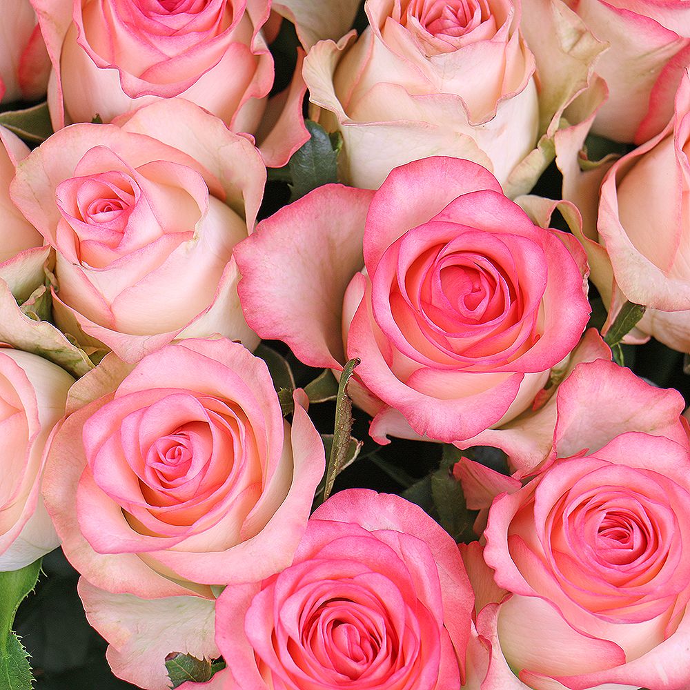 101 white-and-pink roses