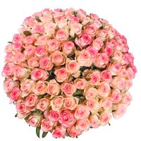 101 біло-рожева троянда Бернабі