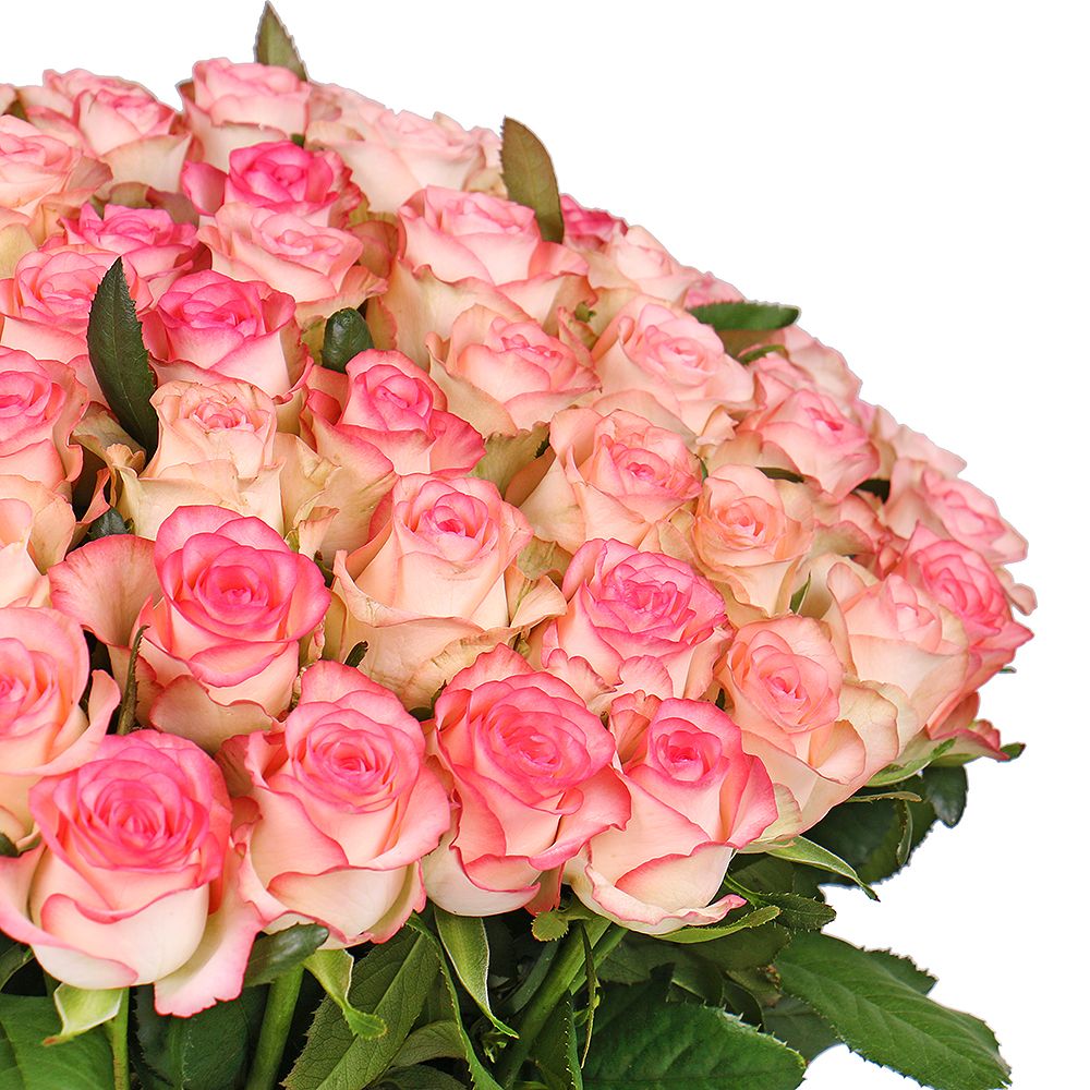 101 white-and-pink roses