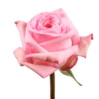 Троянда Охара Пінк поштучно Іньї