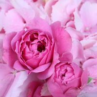  Bouquet Raspberry sorbet Coeur d'Alene
														