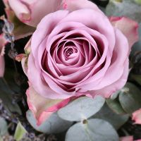 Roses and lavender Basingstoke