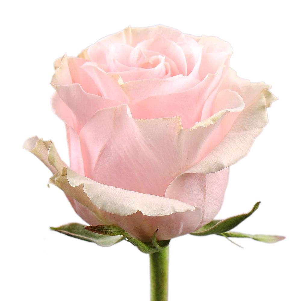 Роза Pink Mondial поштучно Роза Pink Mondial поштучно