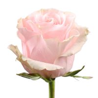 Троянда Pink Mondial поштучно Середина-Буда