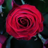 101 імпортна червона троянда Кредітон
