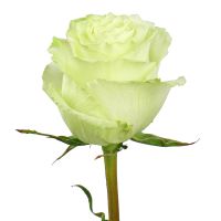 Преміум троянда Лимонад поштучно Естепона