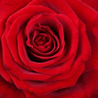 Поезія 21 троянда Барі