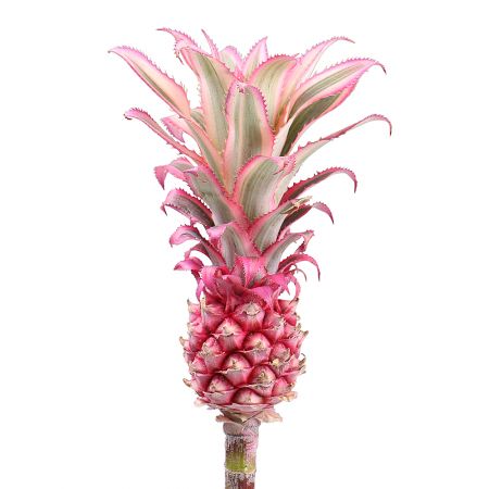 Pineapple pink by the piece Alcudia