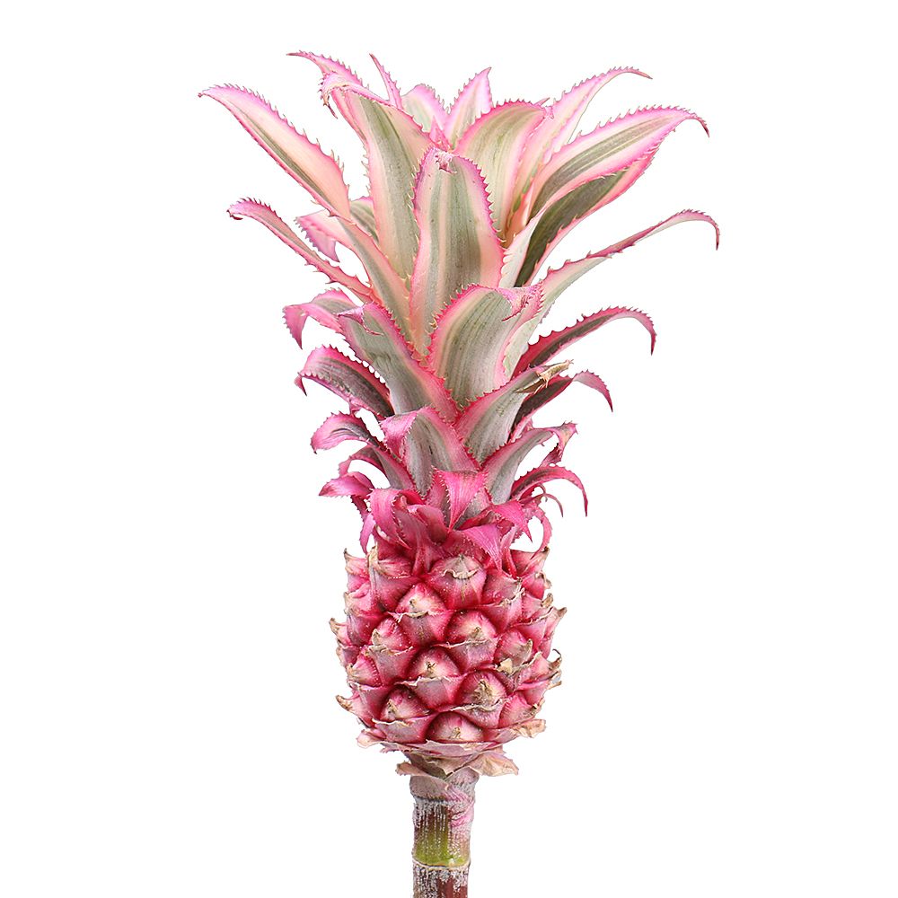 Pineapple pink by the piece Pineapple pink by the piece