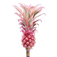 Pineapple pink by the piece Vardenis
