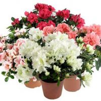 Bouquet of flowers Azalea Astana
														