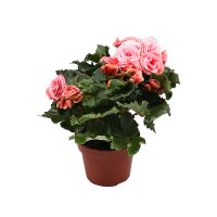  Bouquet Бегония розовая  Ceadir-Lunga
														