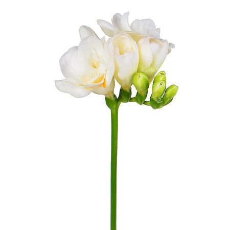 White freesia by the piece Oberwil