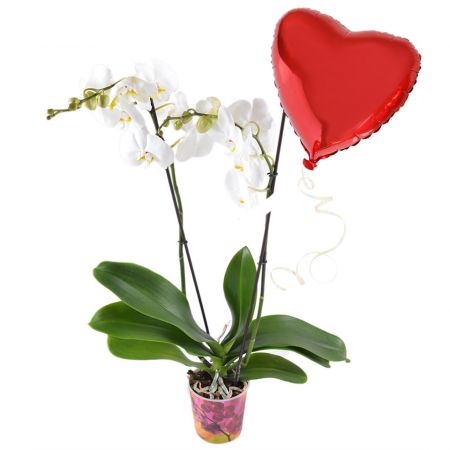 Белая орхидея + шарик сердце Гамильтон (Новая Зеландия)