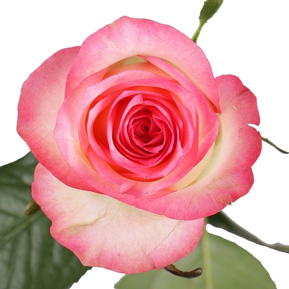 Premium white-pink roses by the piece Premium white-pink roses by the piece