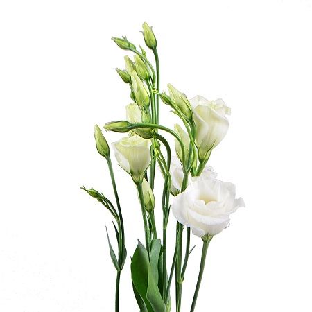 White eustoma by the piece Greenville