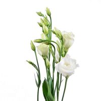 White eustoma by the piece Dubí