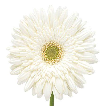 White gerberas by the piece Dunaevcy